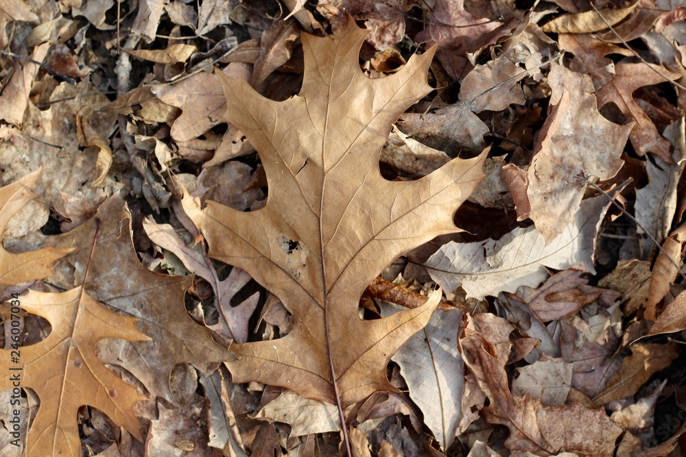 A close view of the brown oak leaf on the ground.