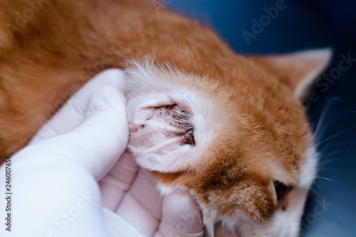 Kitten with ear mites examinated by veterinarian photo