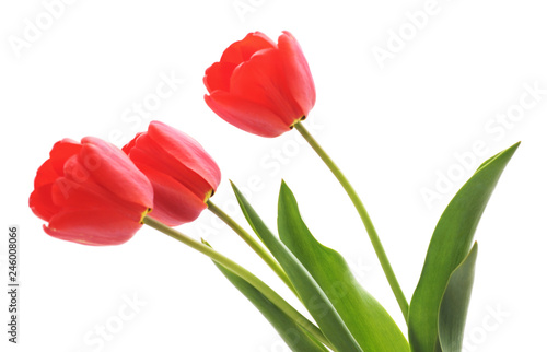 Three red tulips.