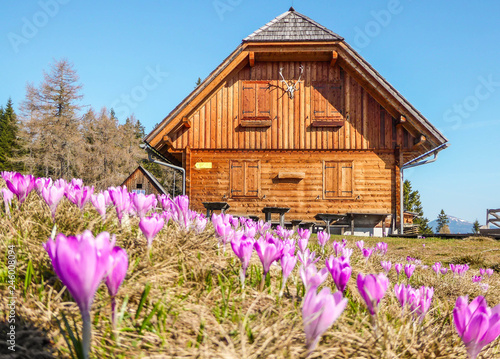 During spring in Austrian alps the flowers florish in the most beautigul and brightes colors. Even the mountain cottages get surrounded by this beautiful fowers.