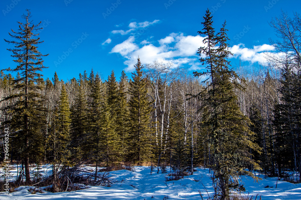 bare birch trees and snow on the ground signals winter, Sheep River Provincial Park, Alberta, Canada