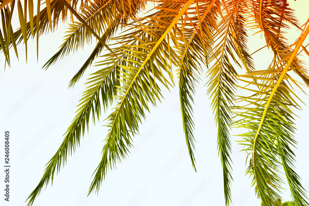 Tropical palm on blue sky, beautiful palm leaves, background Tropical palm on blue sky, beautiful palm leaves, background