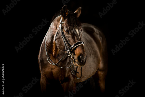 Vollblut  Rennpferd   Portrait  schwarzer Hintergrund Kandarre Reitsport braun 