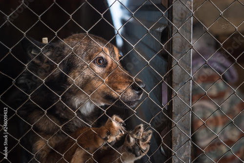 Stray dog in a shelter in a cage