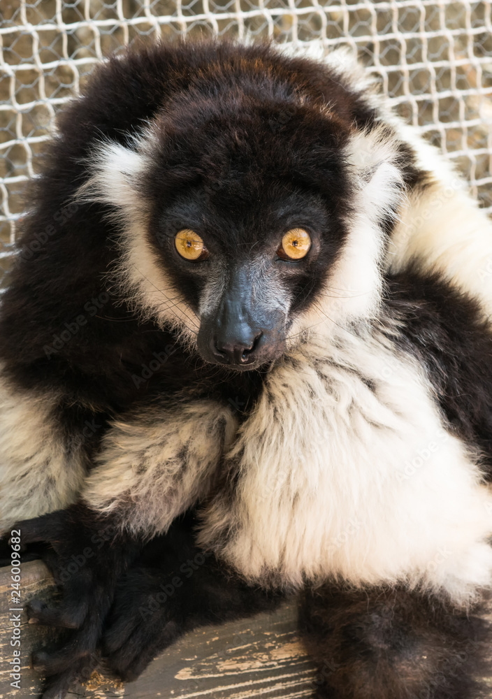 Naklejka premium Mono lemur