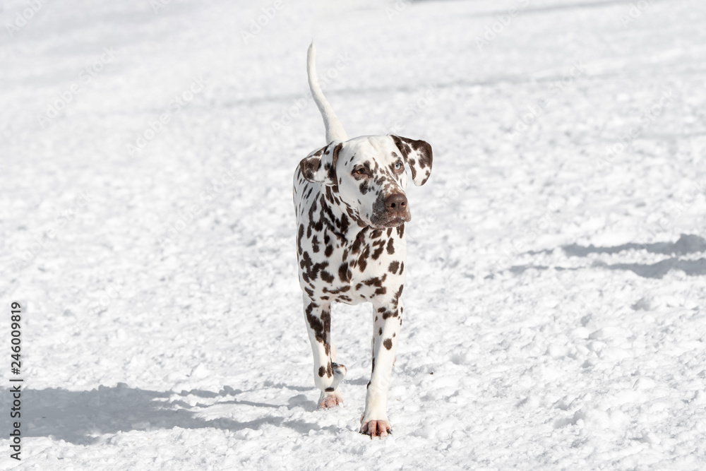 Close-up shot of beautiful Dalmatian dog in winter Close-up shot of beautiful Dalmatian dog in winter