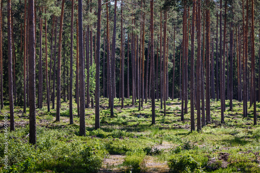 Obraz premium empty forest in summer with many thick pine long trunks, forest landscape in green and brown tones