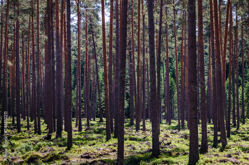 empty forest in summer with many thick pine long trunks  forest landscape in green and brown tones