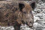 Eurasian Wild Boar - Sus scrofa  in winter, Europe.