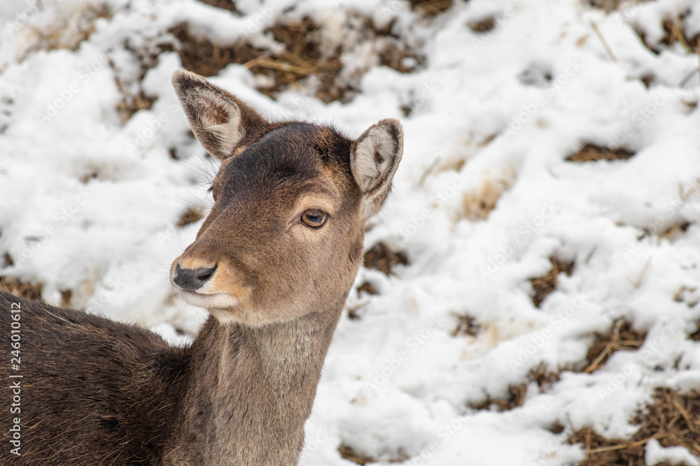 Close-up portrait of Fallow deer (Dama Dama) in winter Close-up portrait of Fallow deer (Dama Dama) in winter