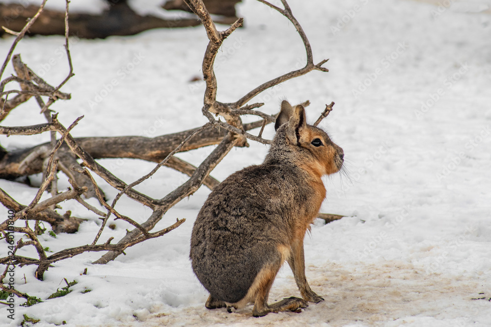 Fototapeta premium Close-up portrait of Patagonian mara (Dolichotis patagonum) in winter