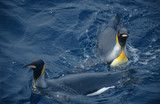 Antarctica; King's Penguins swimming in the ocean