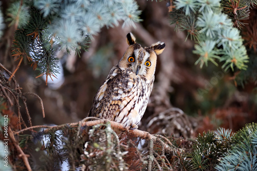 A Long-eared Owl (Asio otus) sitting on a tree and looking on the camera photo