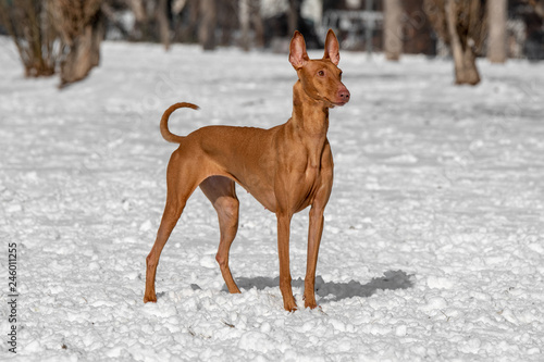 Close-up view of Typical Pharaoh hound dog