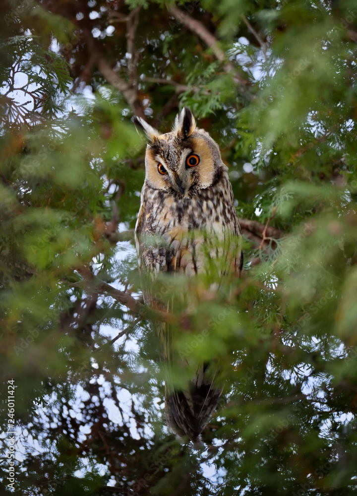 Obraz premium Sowa uszata (Asio otus) siedząca na drzewie