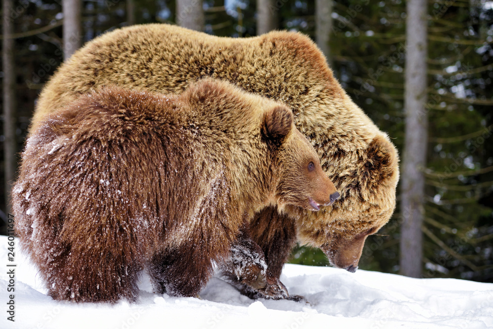 Fototapeta premium Brown bear with cub in the winter forest