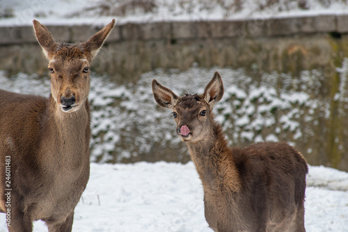 Fototapeta Naklejka Na Ścianę i Meble -  Portrait of a young  red deer and mother (Cervus elaphus)