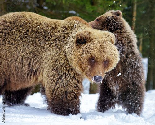 Bear mother and cub playing in the winter forest