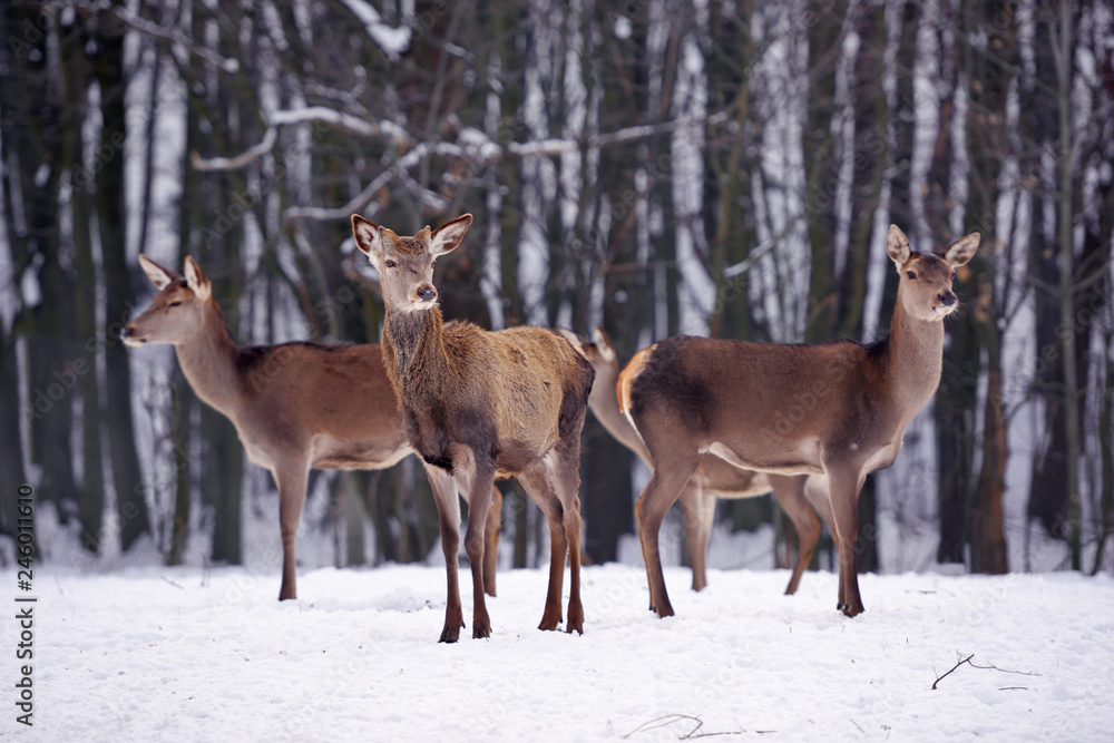 Young deers over the forest background in winter Young deers over the forest background in winter