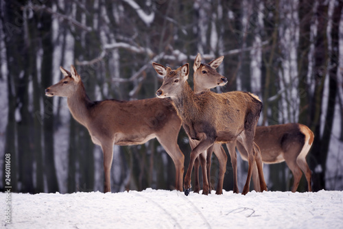 Young deers over the forest background in winter