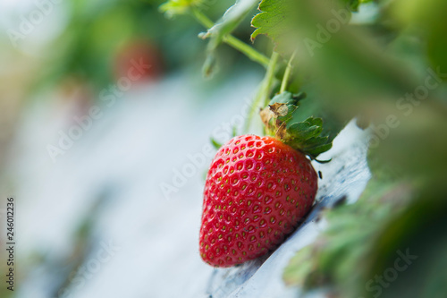  Strawberry