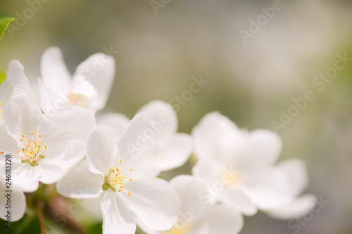 Apple blossom close-up. Selective focus and very shallow depth of field.