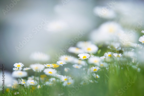 Daisies (Bellis perennis) in the field. Summer view. Selective focus and very shallow depth of field.