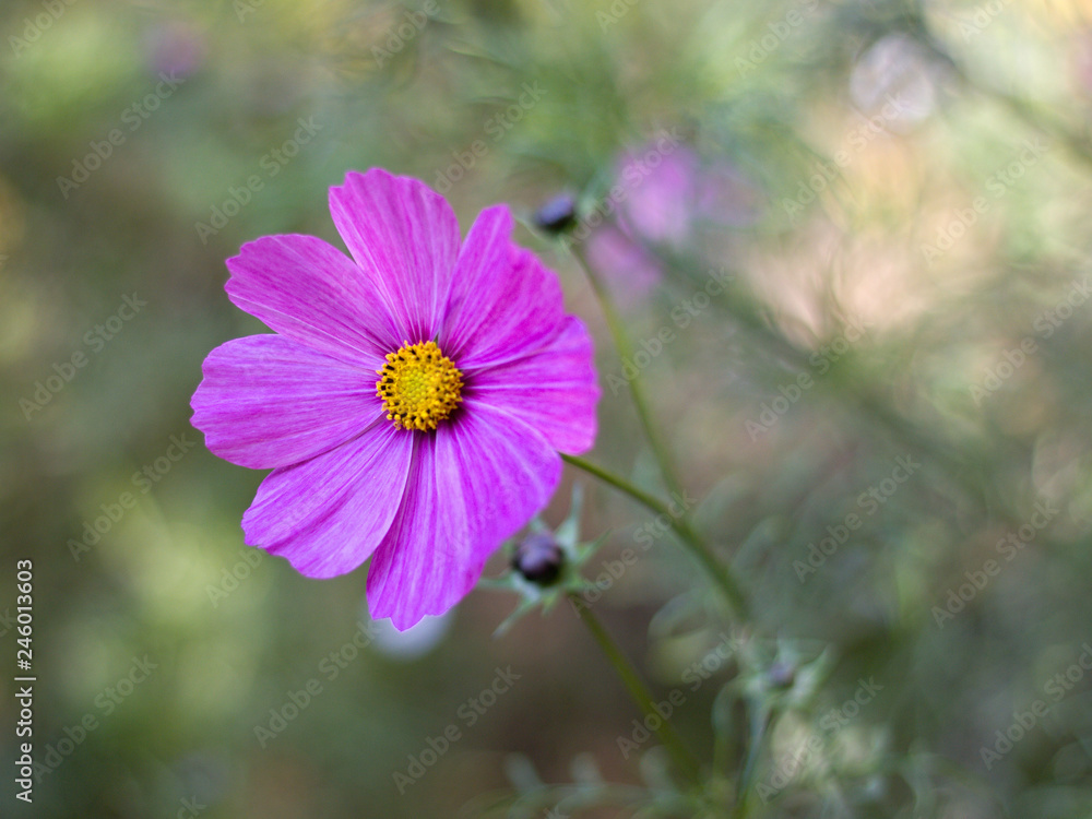 Cosmos bipinnatus blooming in the garden Cosmos bipinnatus blooming in the garden