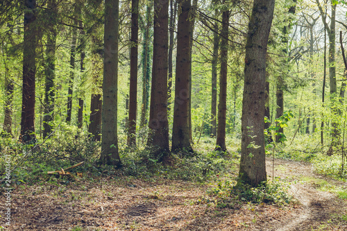 Wallpaper Mural Green forest in spring Torontodigital.ca
