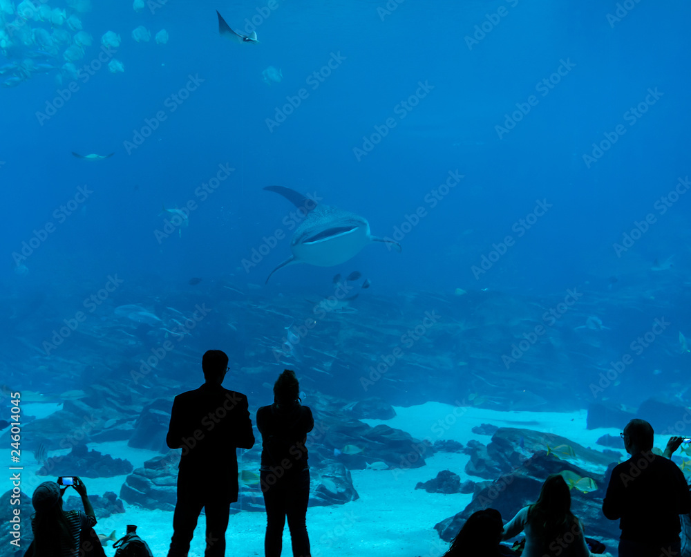 Fototapeta premium Whale Shark coming