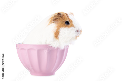 Guinea pig in basket in bowl isolated on white background