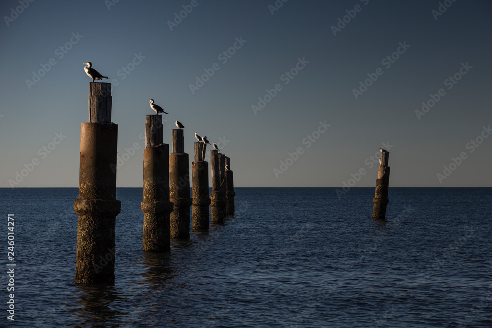 Pied Cormorants on Pier