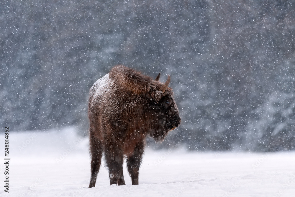 Winter Wildlife Scene: Motionless Great Wild Brown Bison (Wisent) During A Snowfall. Big European Wood Bison ( Aurochs, Bison Bonasus ) Stands Sideways Against The Backdrop Of Snowflakes And Forest.