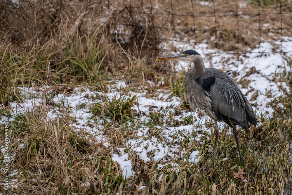 Fototapeta premium grey heron walking in a snowy field