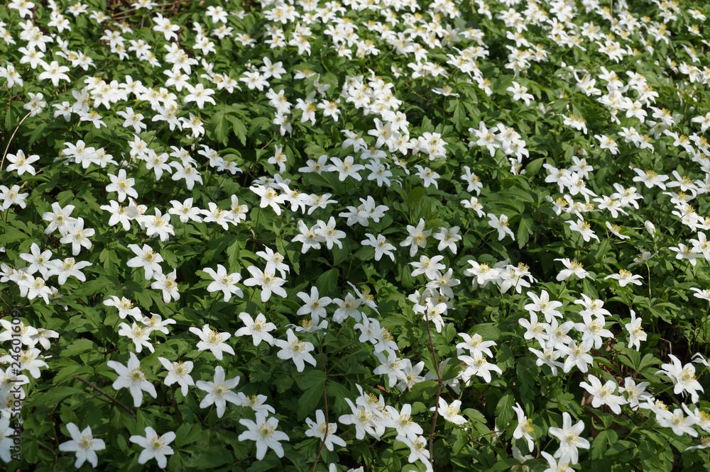 Poisonous plant. Wood anemone, windflower, thimbleweed, or smell fox, these are the names of this plant.