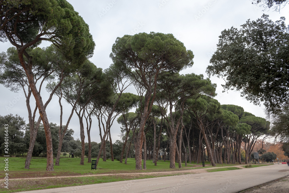 Fototapeta premium Trees in a park