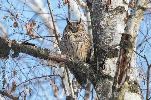 Eared owl is sleeping