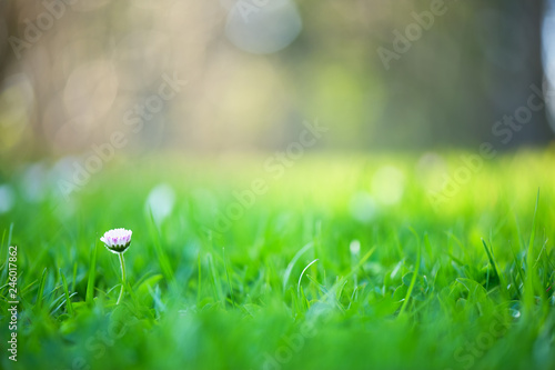 Green grass and daisy flower (Bellis perennis). Selective focus and very shallow depth of field.