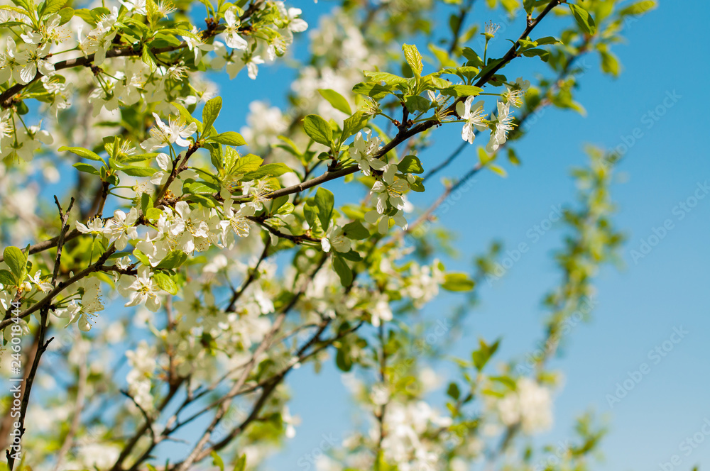 Cherry blossom in spring garden, spring concept, calendar Cherry blossom in spring garden, spring concept, calendar