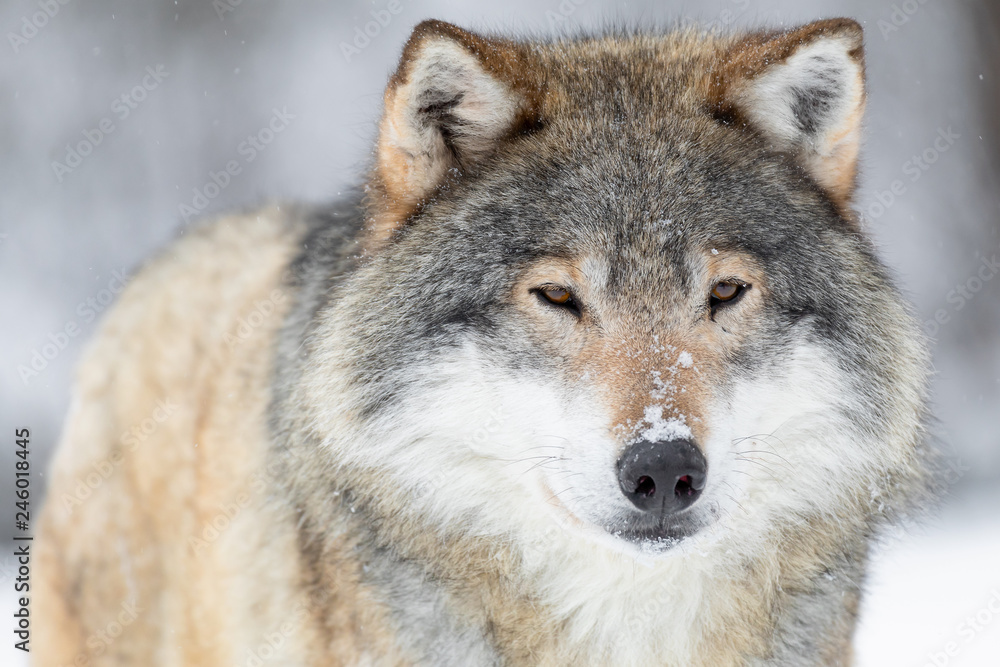 Close-up portrait of a wolf in the cold winter