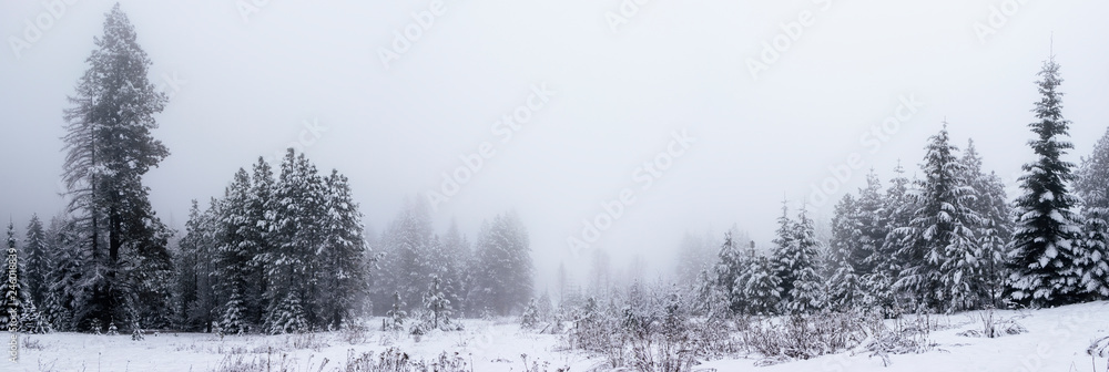 Panoramic View of Pine Trees in the Fog in Winter Panoramic View of Pine Trees in the Fog in Winter