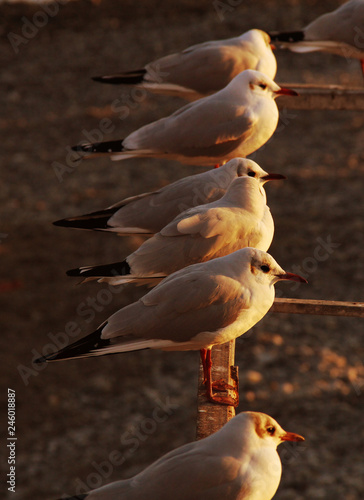 Seagull in Nice