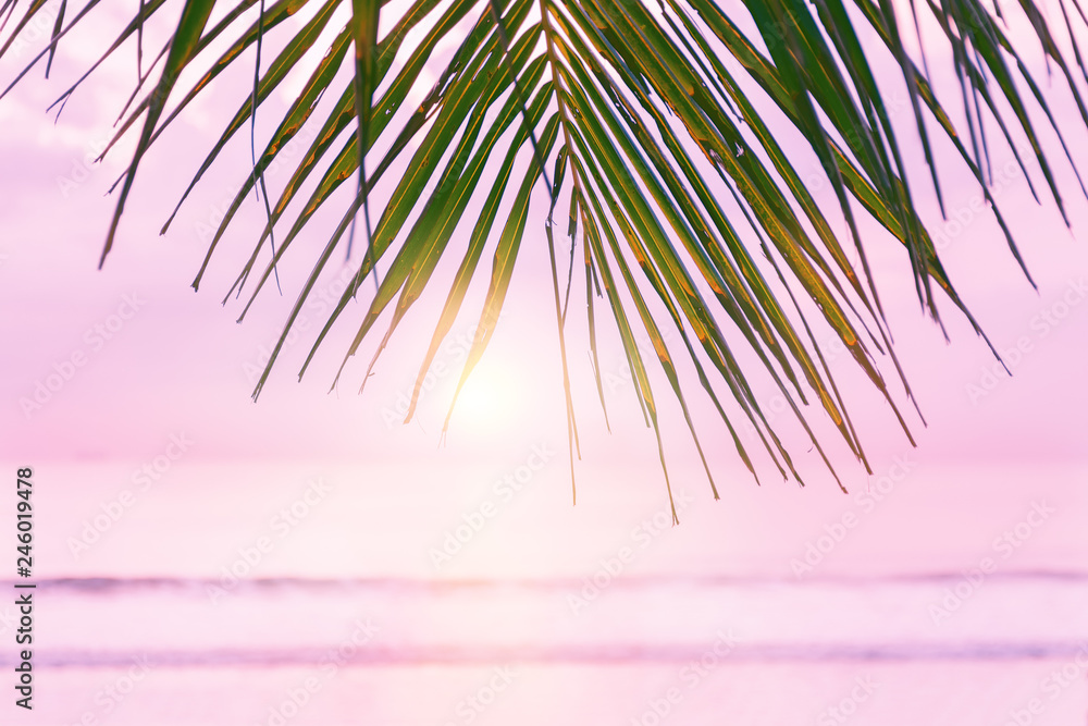 Pink Tropical Sunset Background With Palms Birds And Sunny Blurrs Stock  Photo Picture And Royalty Free Image Image 19479342