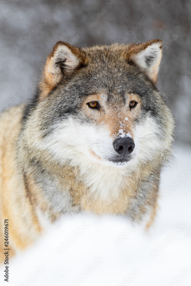 Focused wolf stands in beautiful and cold winter forest