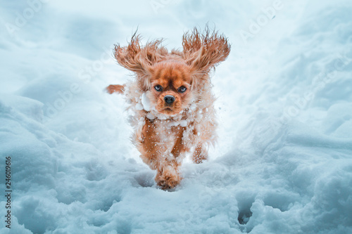 Cavalier King Charles Spaniel dog runnung in winter photo