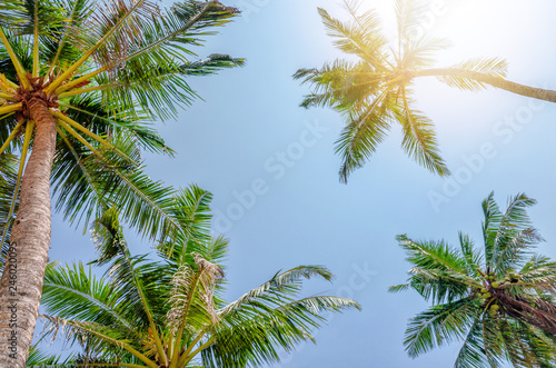  Under palm trees view  sunny day in tropic island..