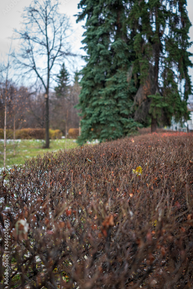 Trimmed bushes in the autumn park. Trimmed bushes in the autumn park.
