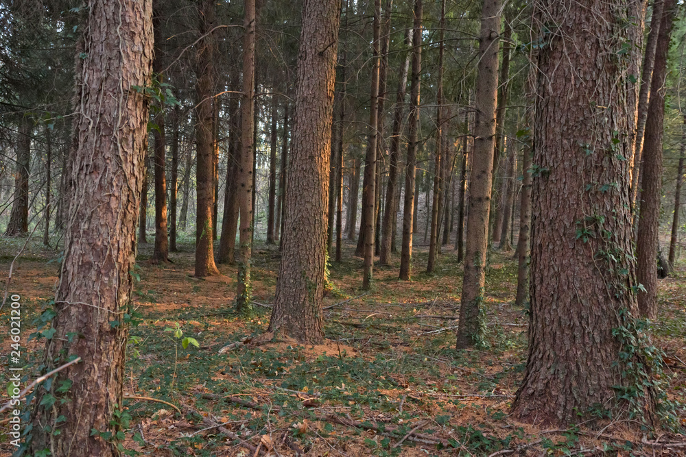 A fir forest in the sunset light A fir forest in the sunset light