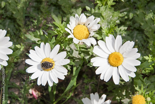 Fototapeta Naklejka Na Ścianę i Meble -  Daisy with pollinating bee