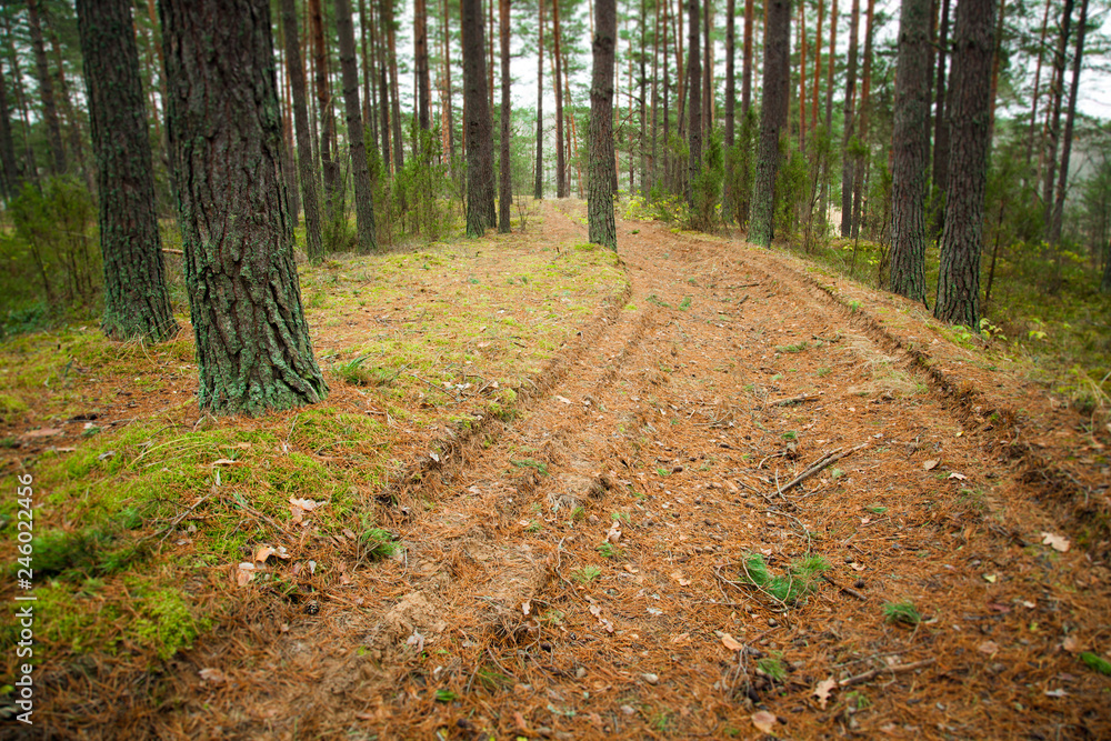 Fototapeta premium Path in a wood